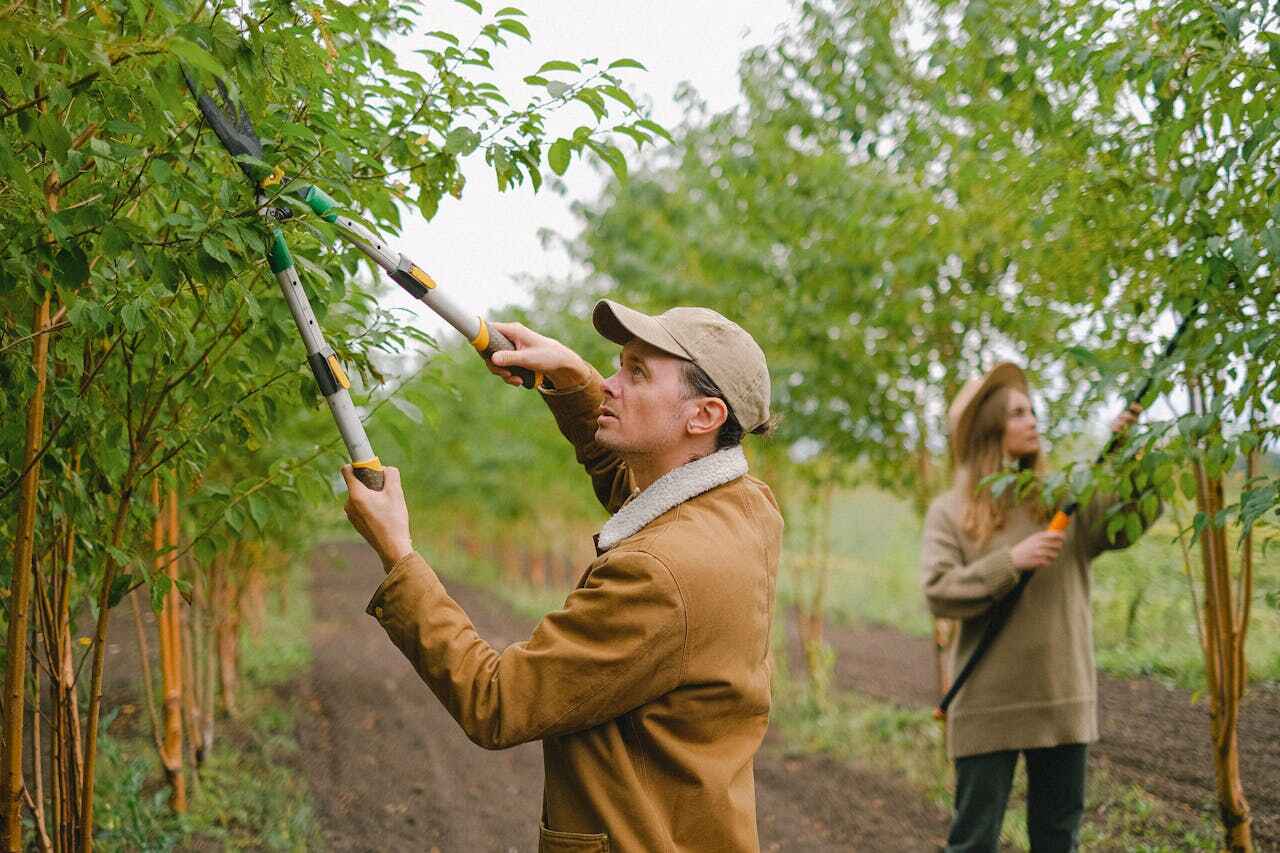 Best Arborist Services Near Me  in USA